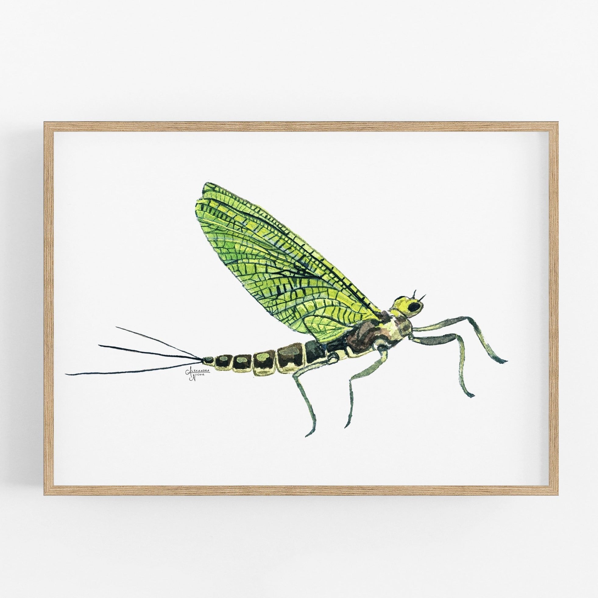 Western Green Drake Mayfly Print - ArtByAlexandraNicole