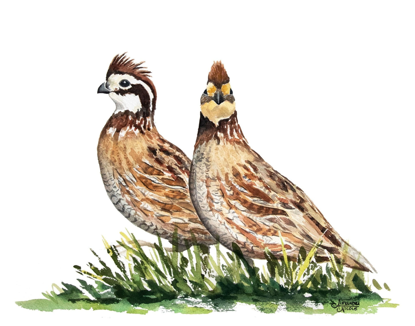 Bobwhite Quail Watercolor Print - ArtByAlexandraNicole
