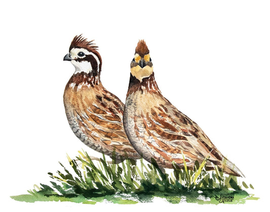 Bobwhite Quail Watercolor Print - ArtByAlexandraNicole