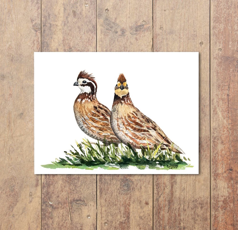 Bobwhite Quail Watercolor Print - ArtByAlexandraNicole