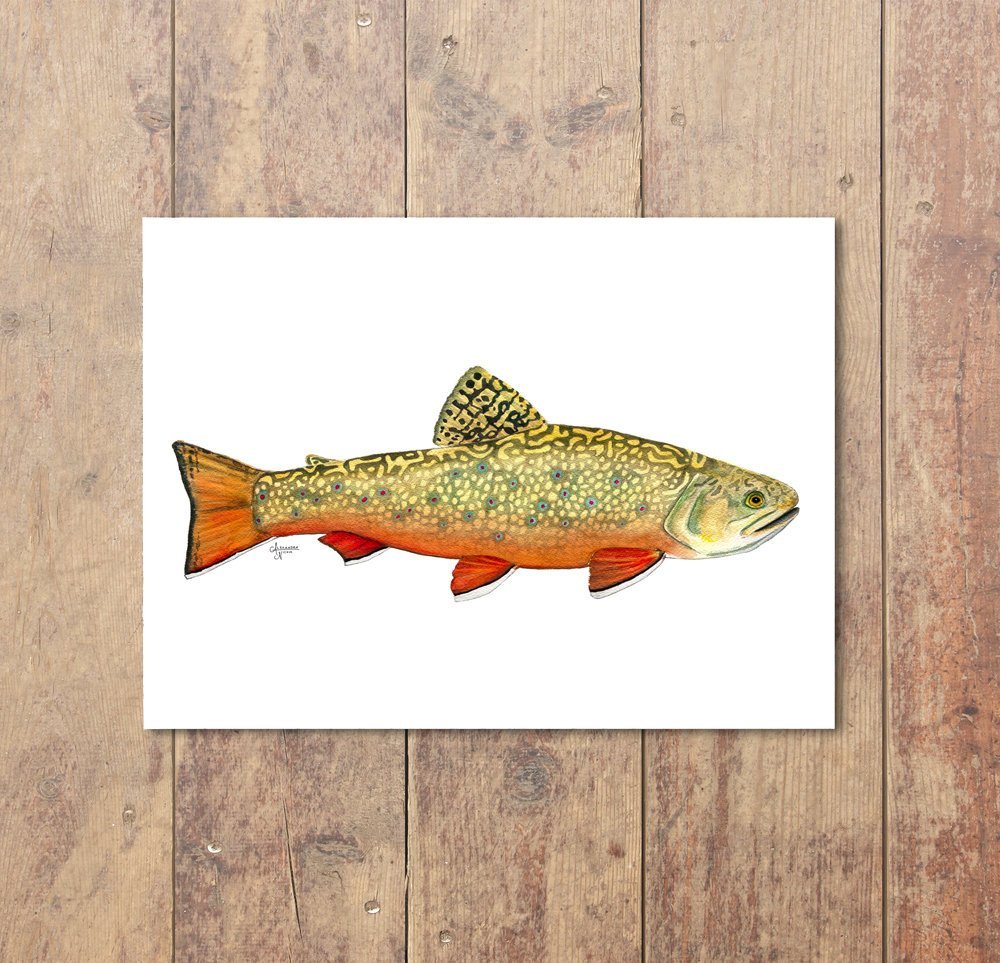 Brook Trout Watercolor Art Print - ArtByAlexandraNicole