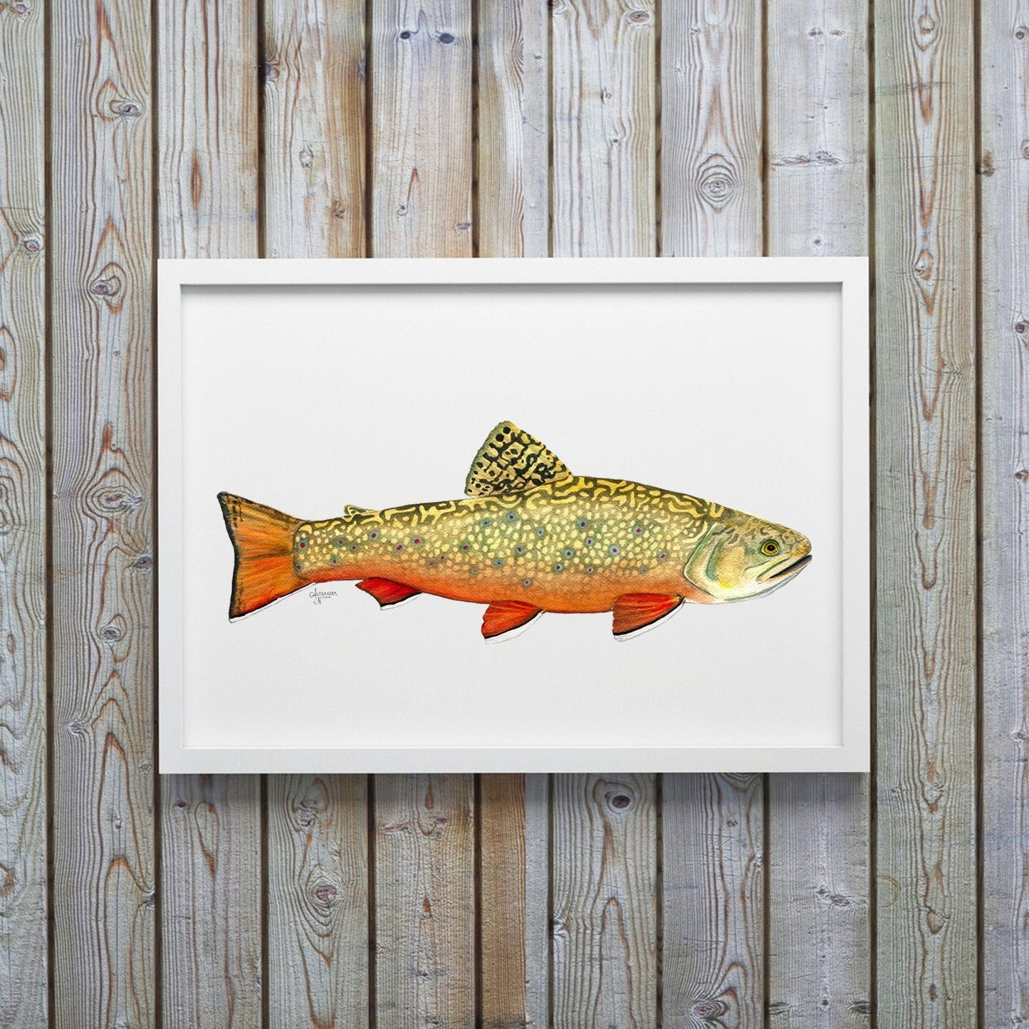 Brook Trout Watercolor Art Print - ArtByAlexandraNicole