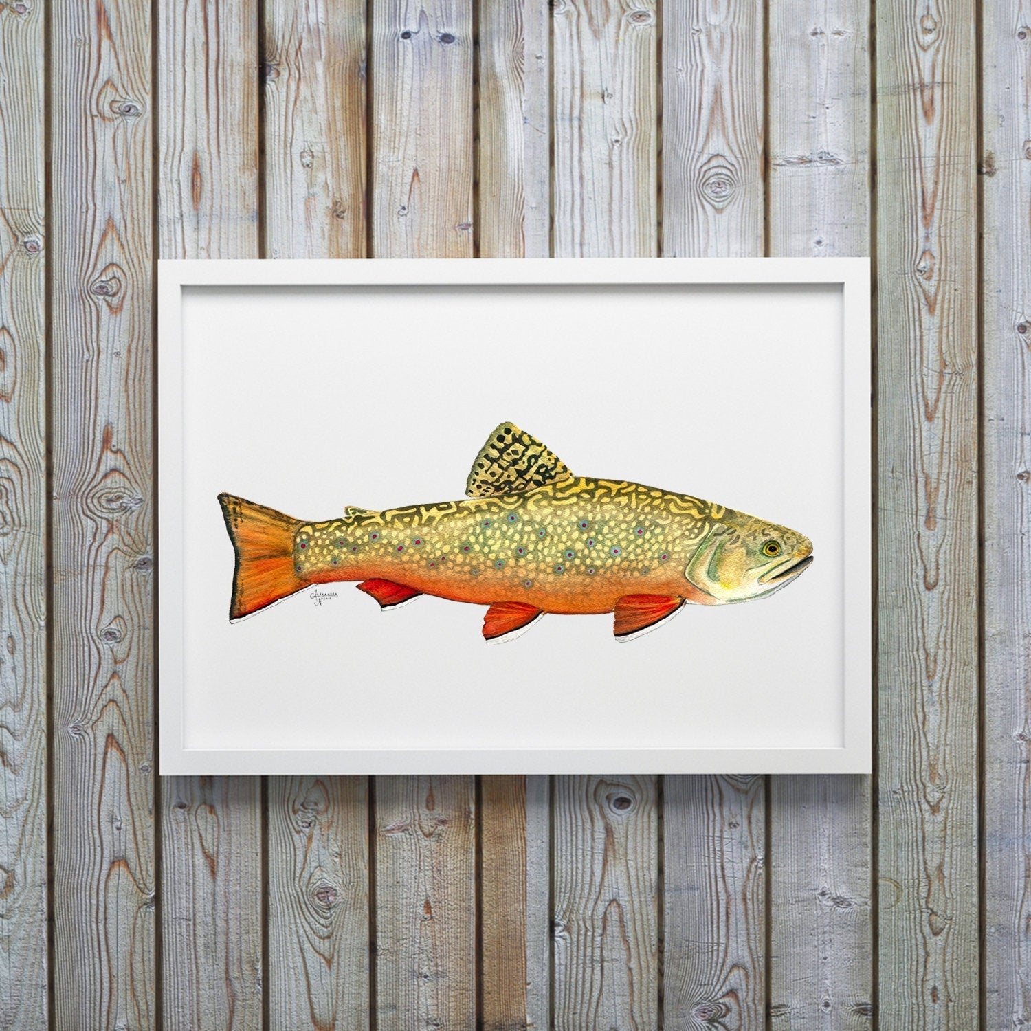 Brook Trout Watercolor Art Print - ArtByAlexandraNicole
