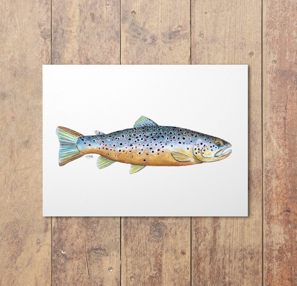 Brown Trout Watercolor Art Print - ArtByAlexandraNicole