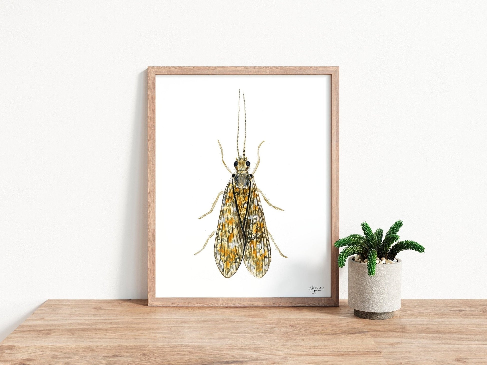 Caddisfly Watercolor Print, Insect Artwork, Fly Fishing Print, Trout Fishing Print - ArtByAlexandraNicole