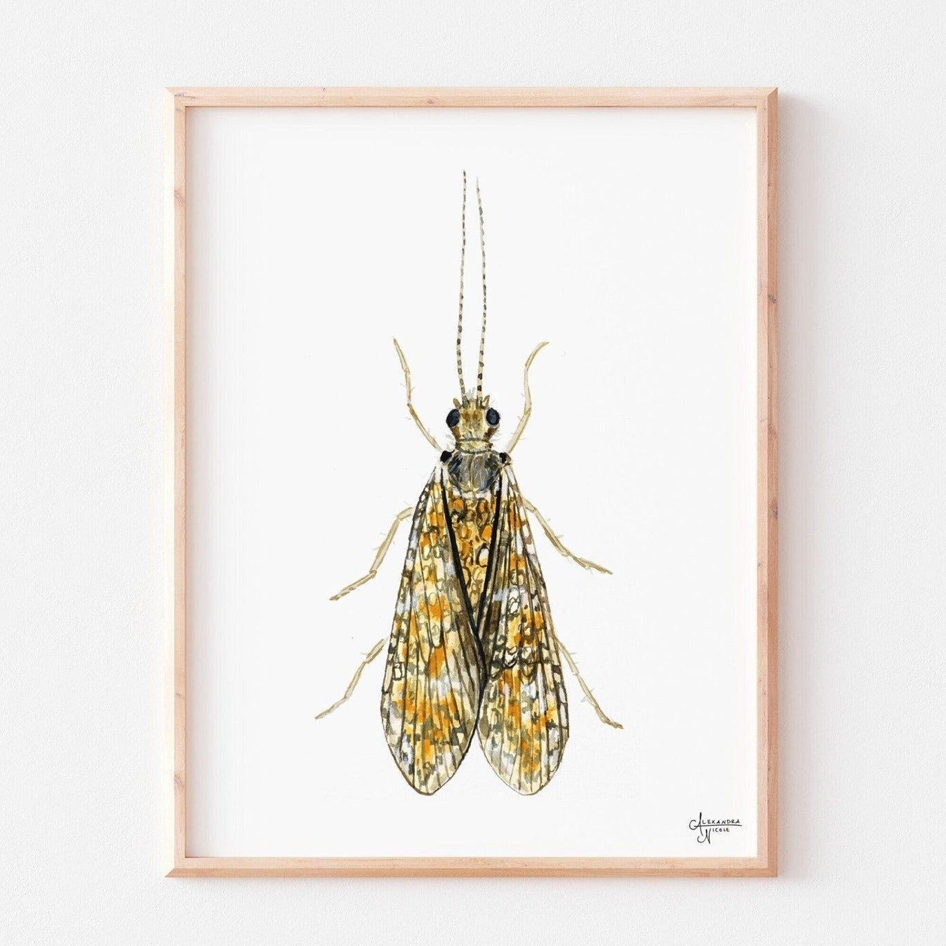 Caddisfly Watercolor Print, Insect Artwork, Fly Fishing Print, Trout Fishing Print - ArtByAlexandraNicole