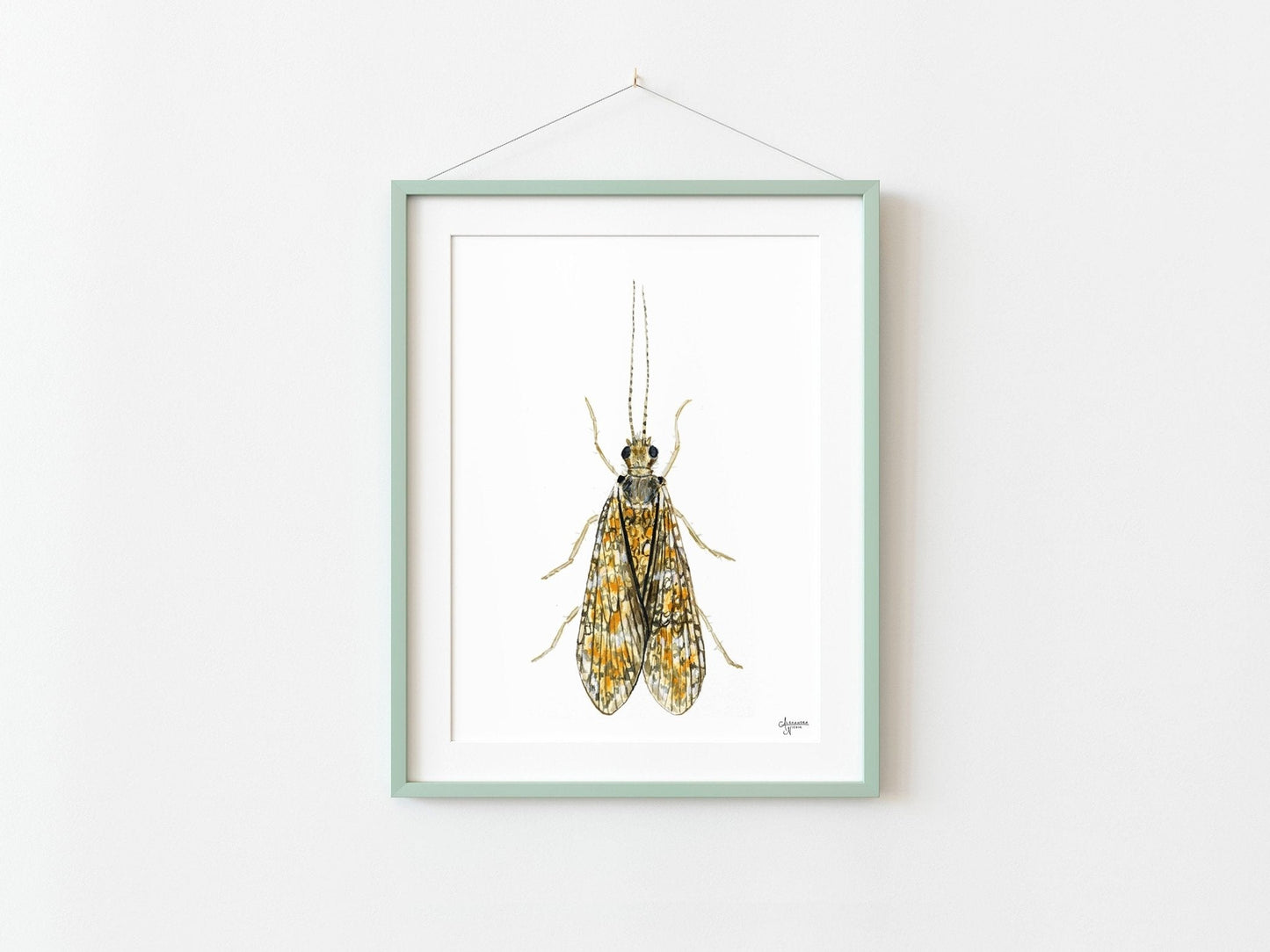 Caddisfly Watercolor Print, Insect Artwork, Fly Fishing Print, Trout Fishing Print - ArtByAlexandraNicole