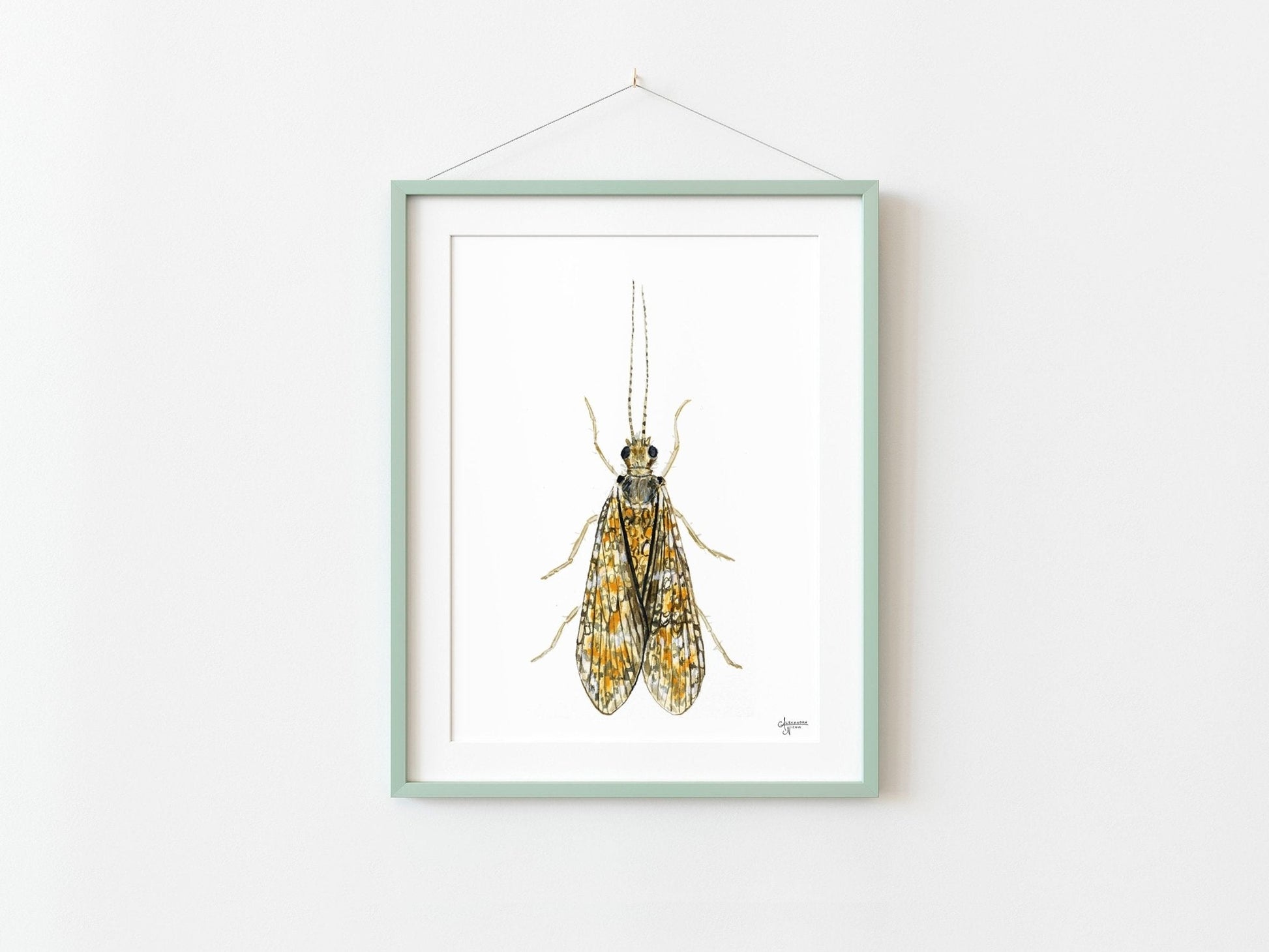 Caddisfly Watercolor Print, Insect Artwork, Fly Fishing Print, Trout Fishing Print - ArtByAlexandraNicole