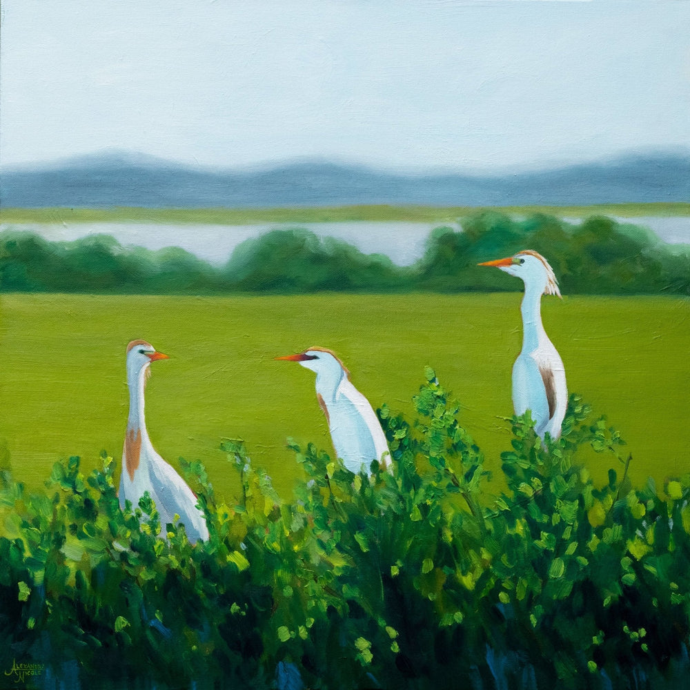 Cattle Egret Art Print - ArtByAlexandraNicole