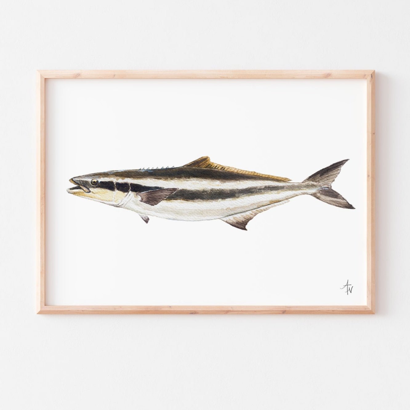 Cobia Fish Fine Art Print – Coastal Marine Wildlife - ArtByAlexandraNicole