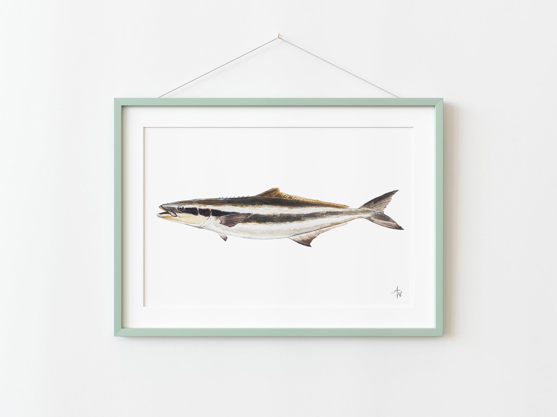 Cobia Fish Fine Art Print – Coastal Marine Wildlife - ArtByAlexandraNicole