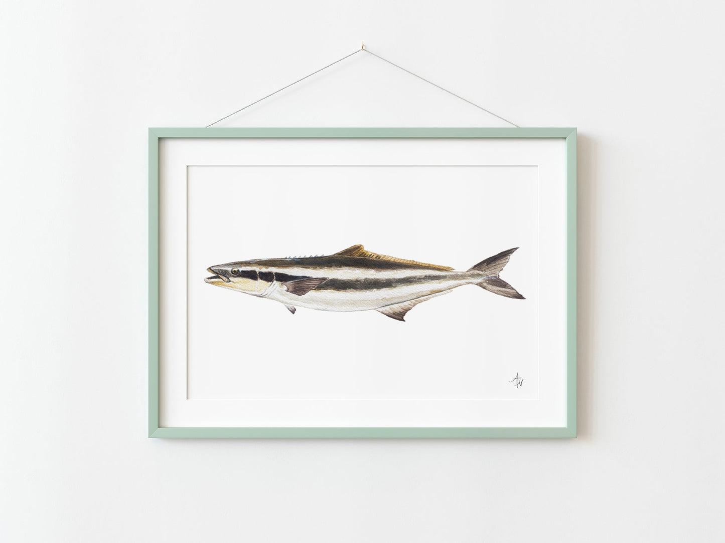 Cobia Fish Fine Art Print – Coastal Marine Wildlife - ArtByAlexandraNicole