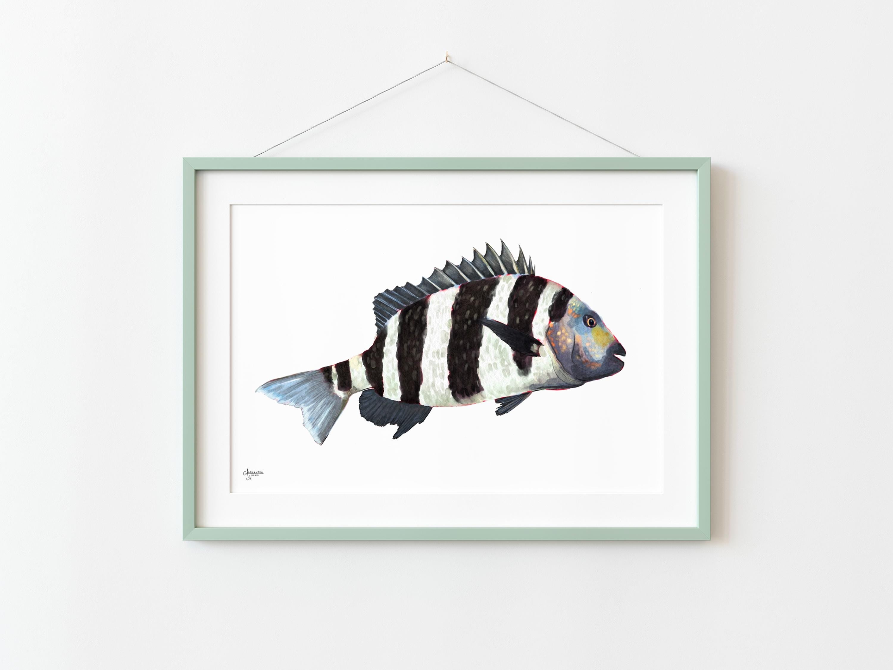 Sheepshead Fish Print