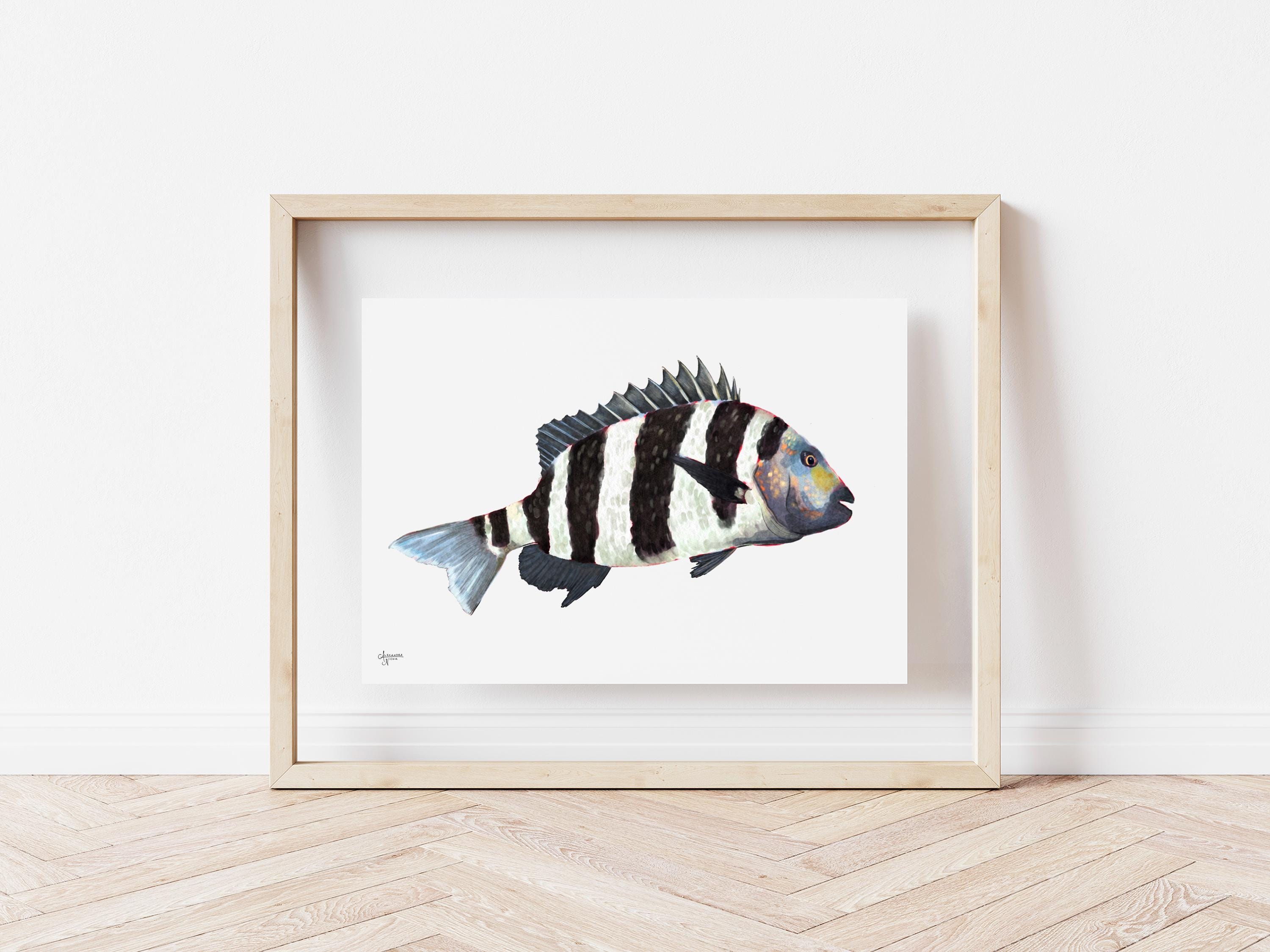 Sheepshead Fish Print