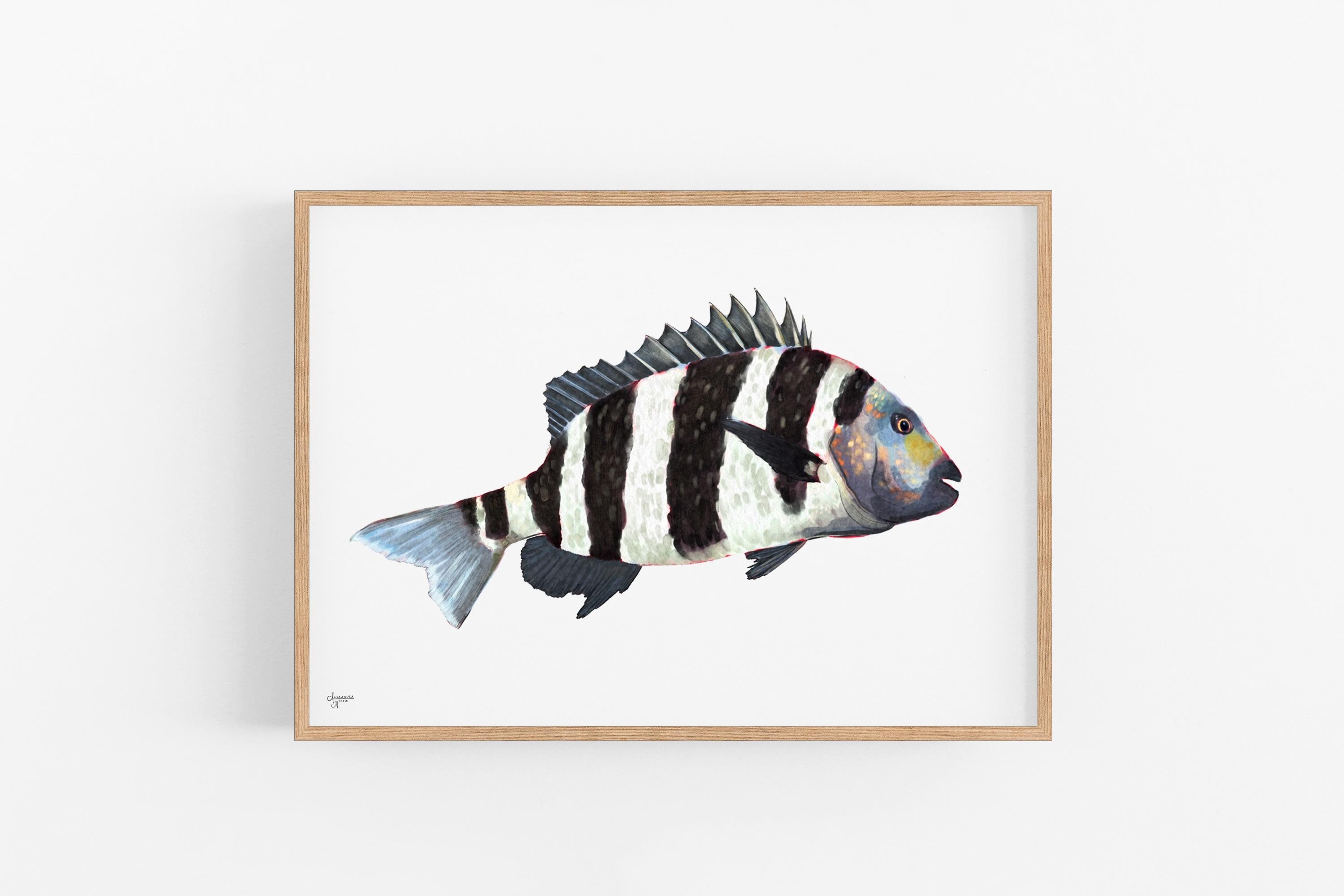 Sheepshead Fish Print