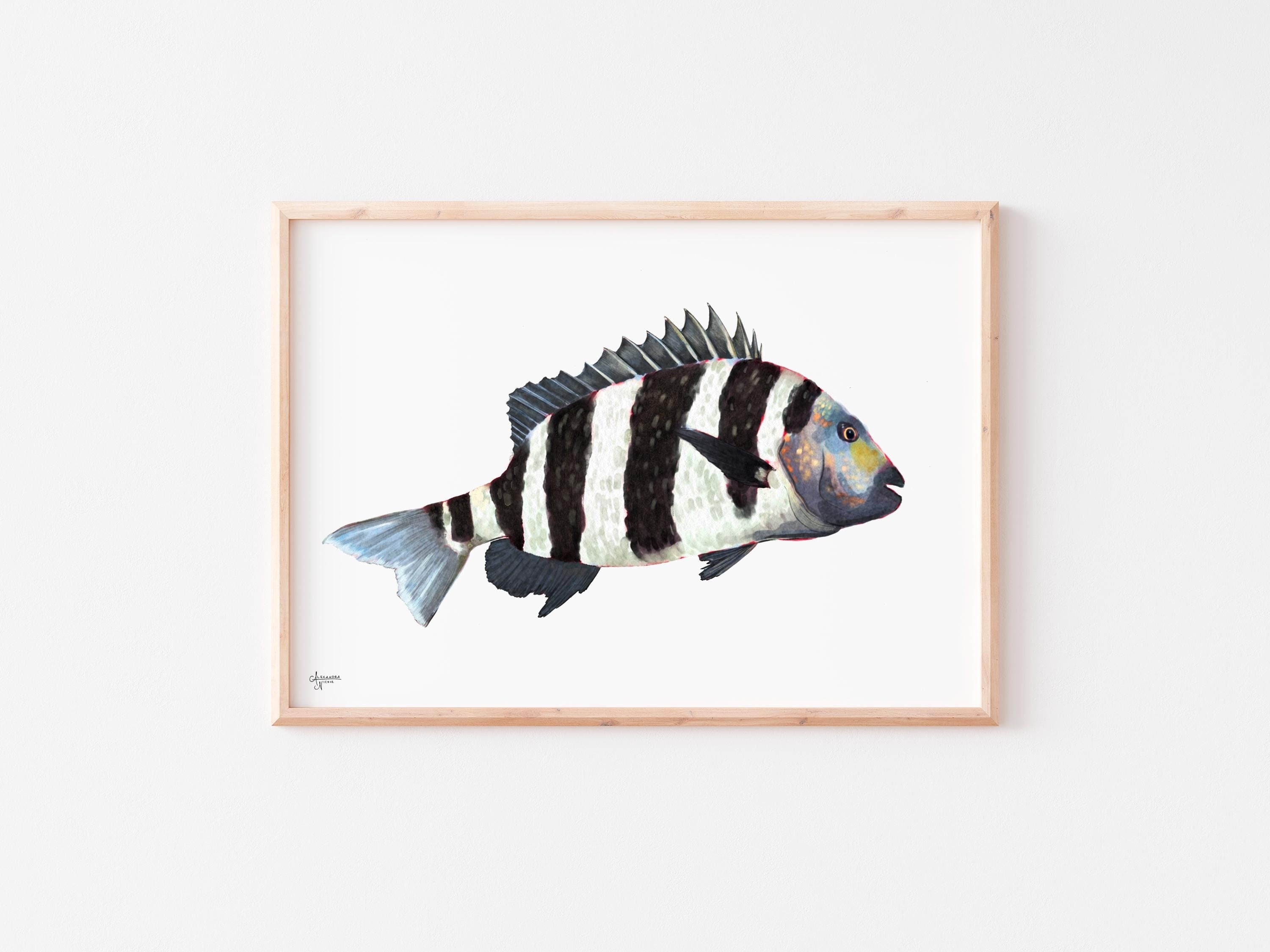 Sheepshead Fish Print