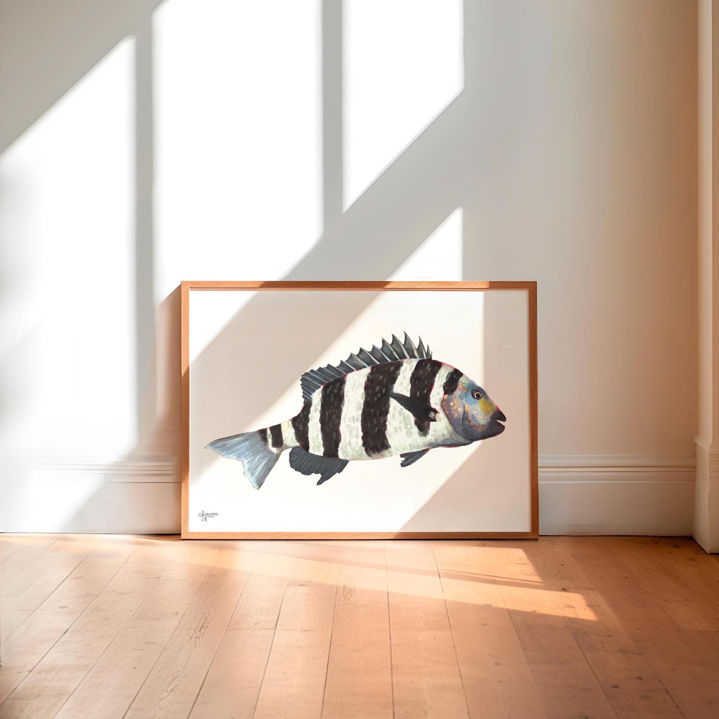 Sheepshead Fish Print