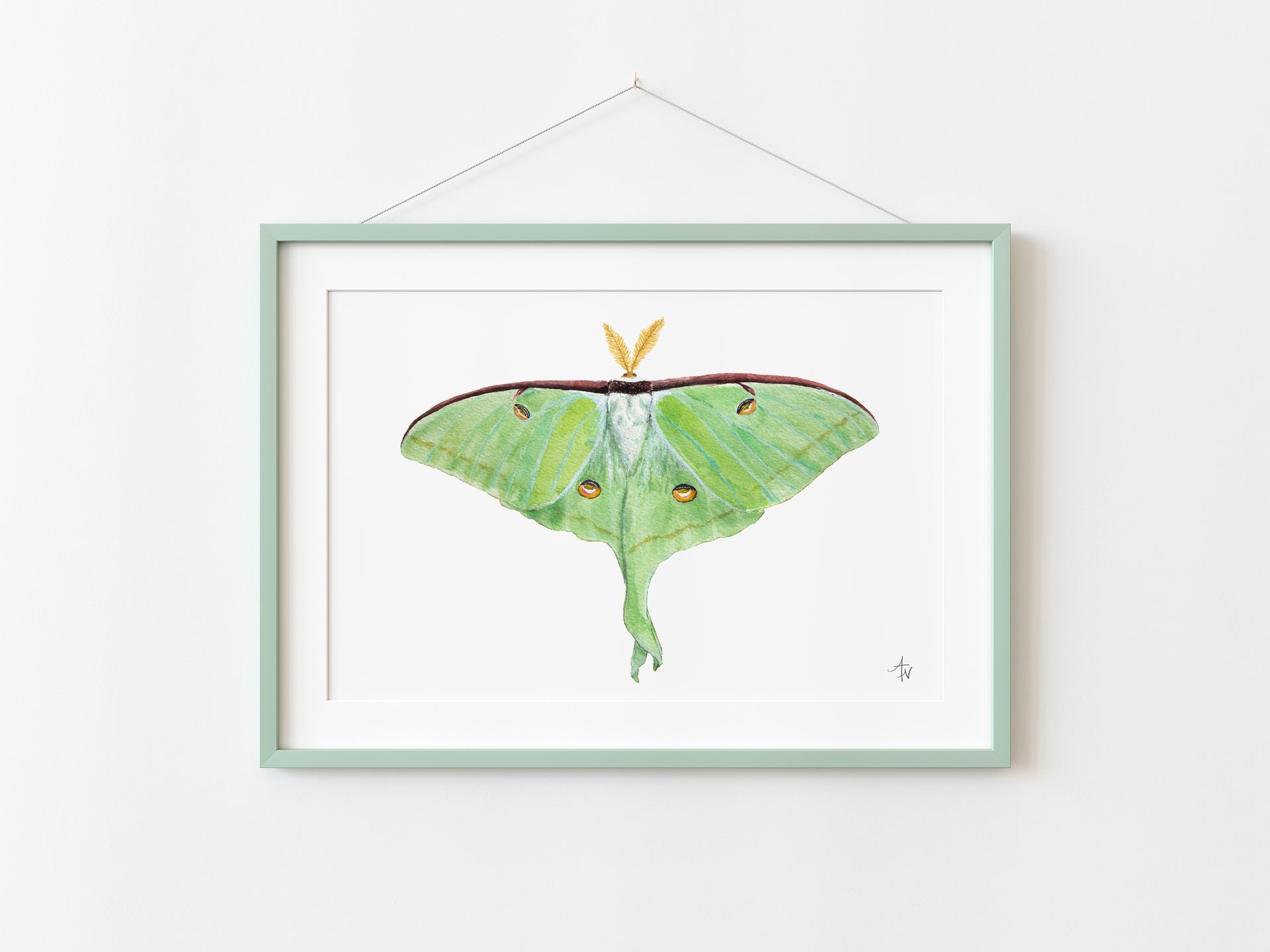 Luna Moth Fine Art Print – Nature Illustration, Green Insect Wall Art - ArtByAlexandraNicole
