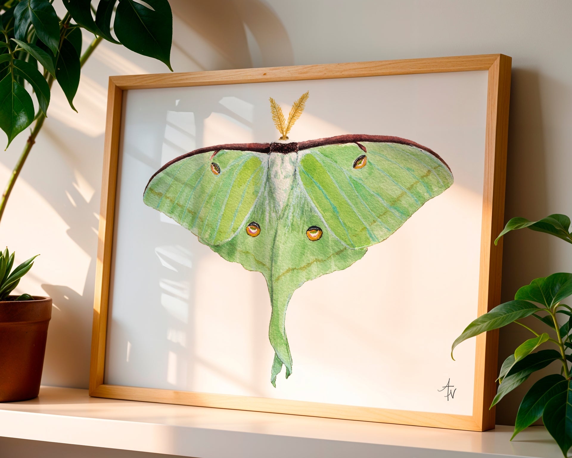 Luna Moth Fine Art Print – Nature Illustration, Green Insect Wall Art - ArtByAlexandraNicole