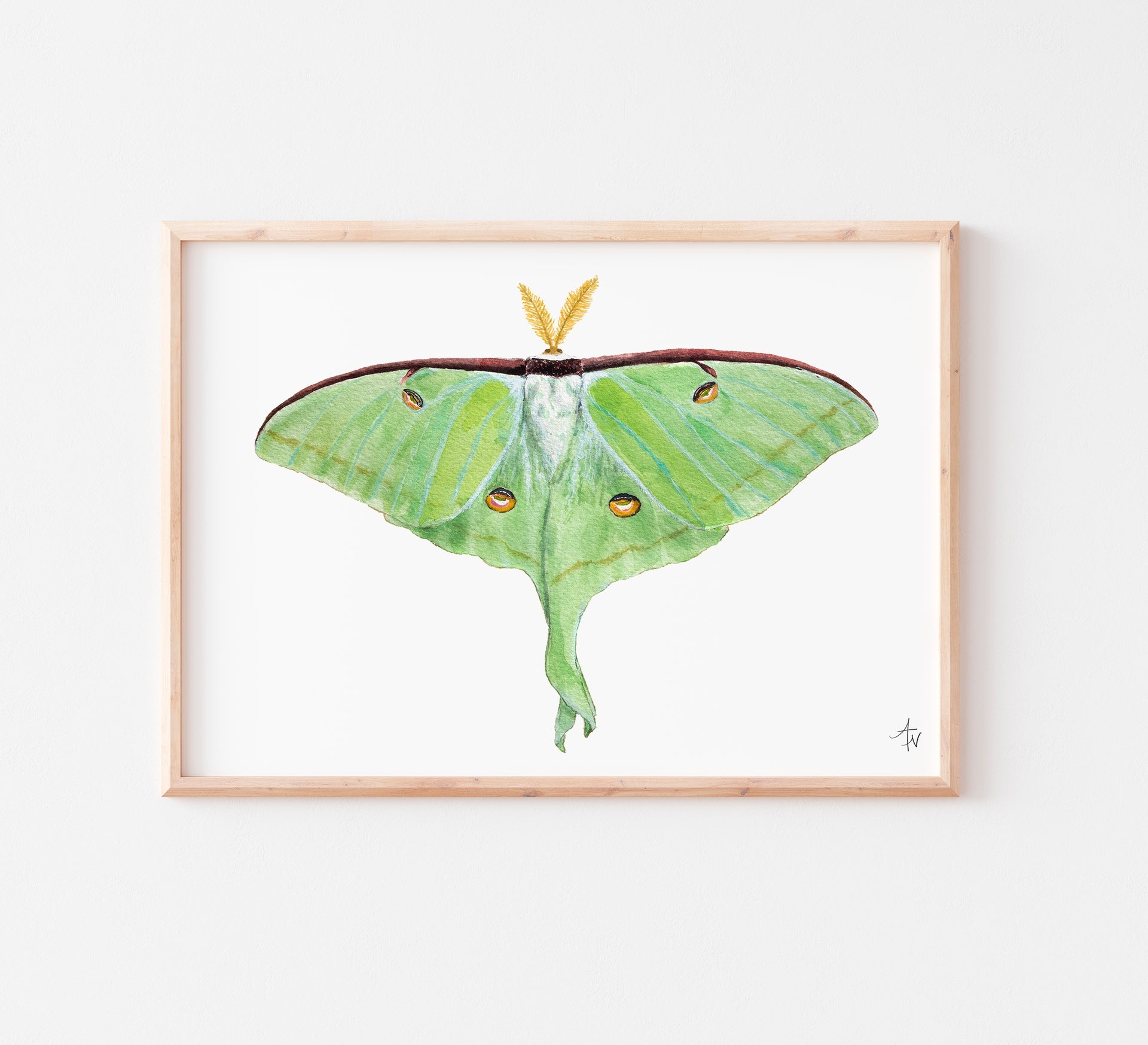 Luna Moth Fine Art Print – Nature Illustration, Green Insect Wall Art - ArtByAlexandraNicole