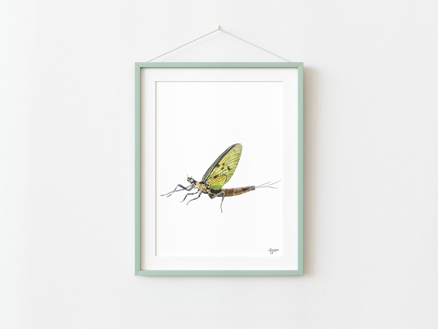Mayfly Watercolor Print, Watercolor Bug Art, Nature Inspired Decor, Fly Fishermen Gift - ArtByAlexandraNicole