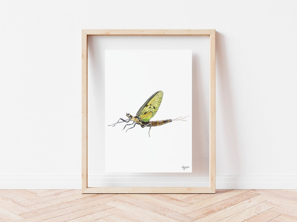 Mayfly Watercolor Print, Watercolor Bug Art, Nature Inspired Decor, Fl ...