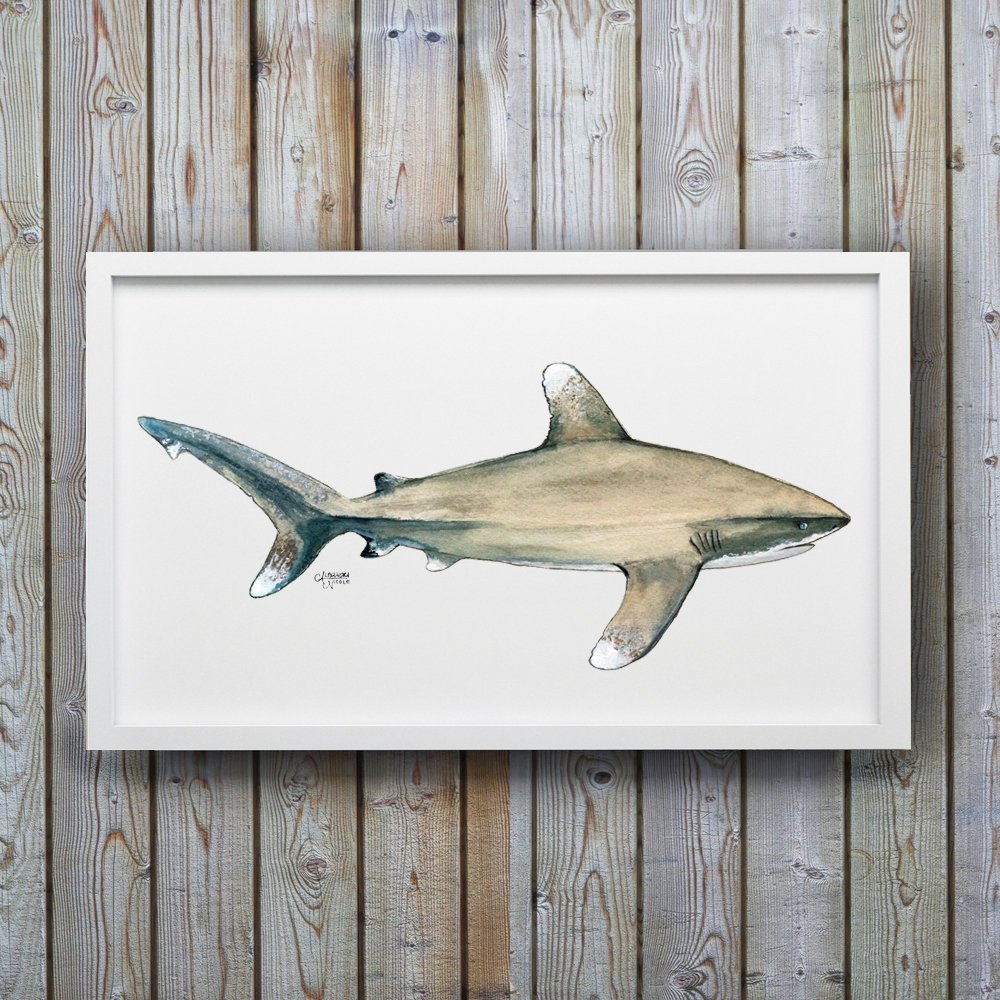 Oceanic Whitetip Shark Art Print - ArtByAlexandraNicole