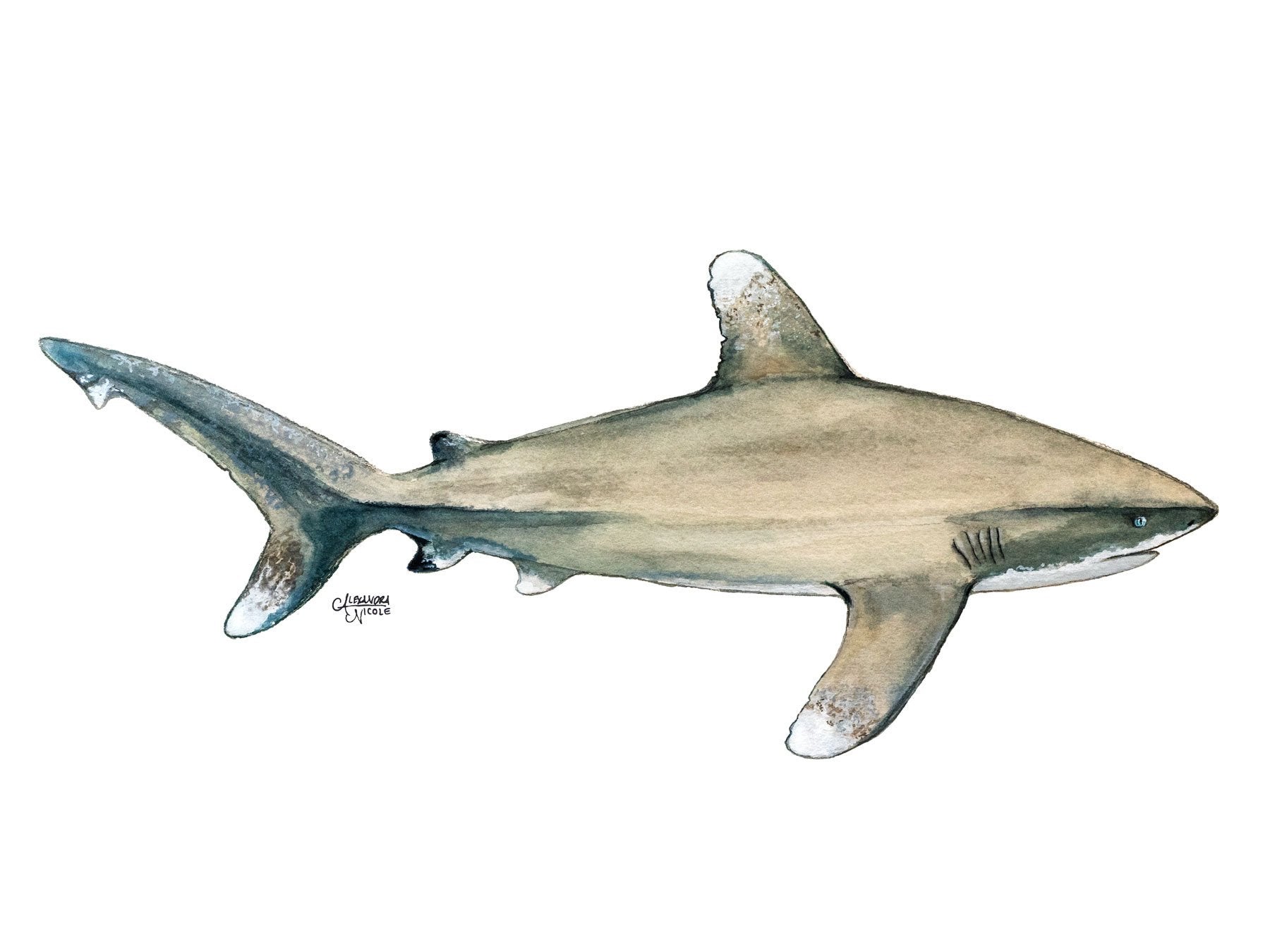 Oceanic Whitetip Shark Art Print - ArtByAlexandraNicole