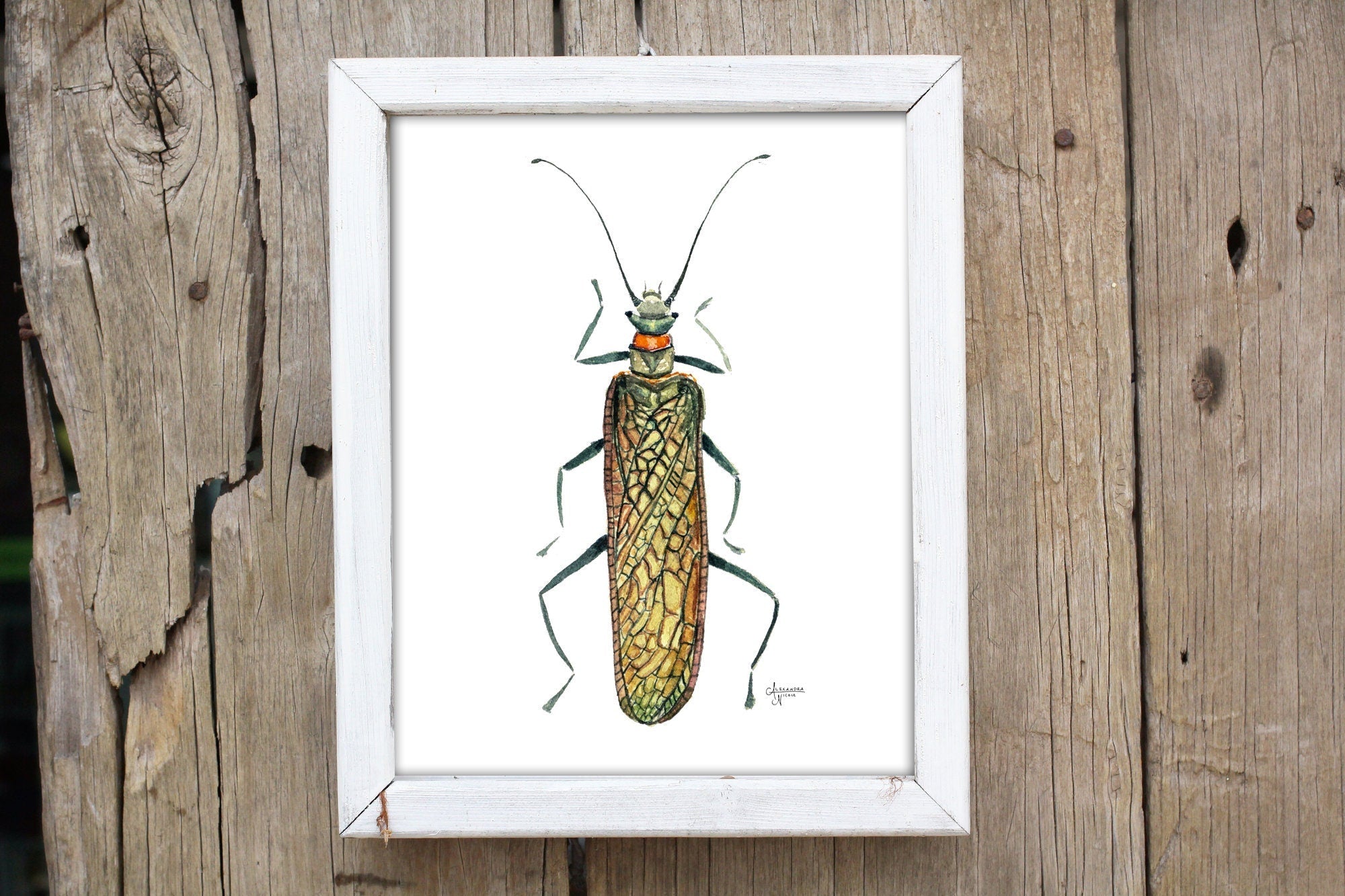 Salmonfly Print - ArtByAlexandraNicole