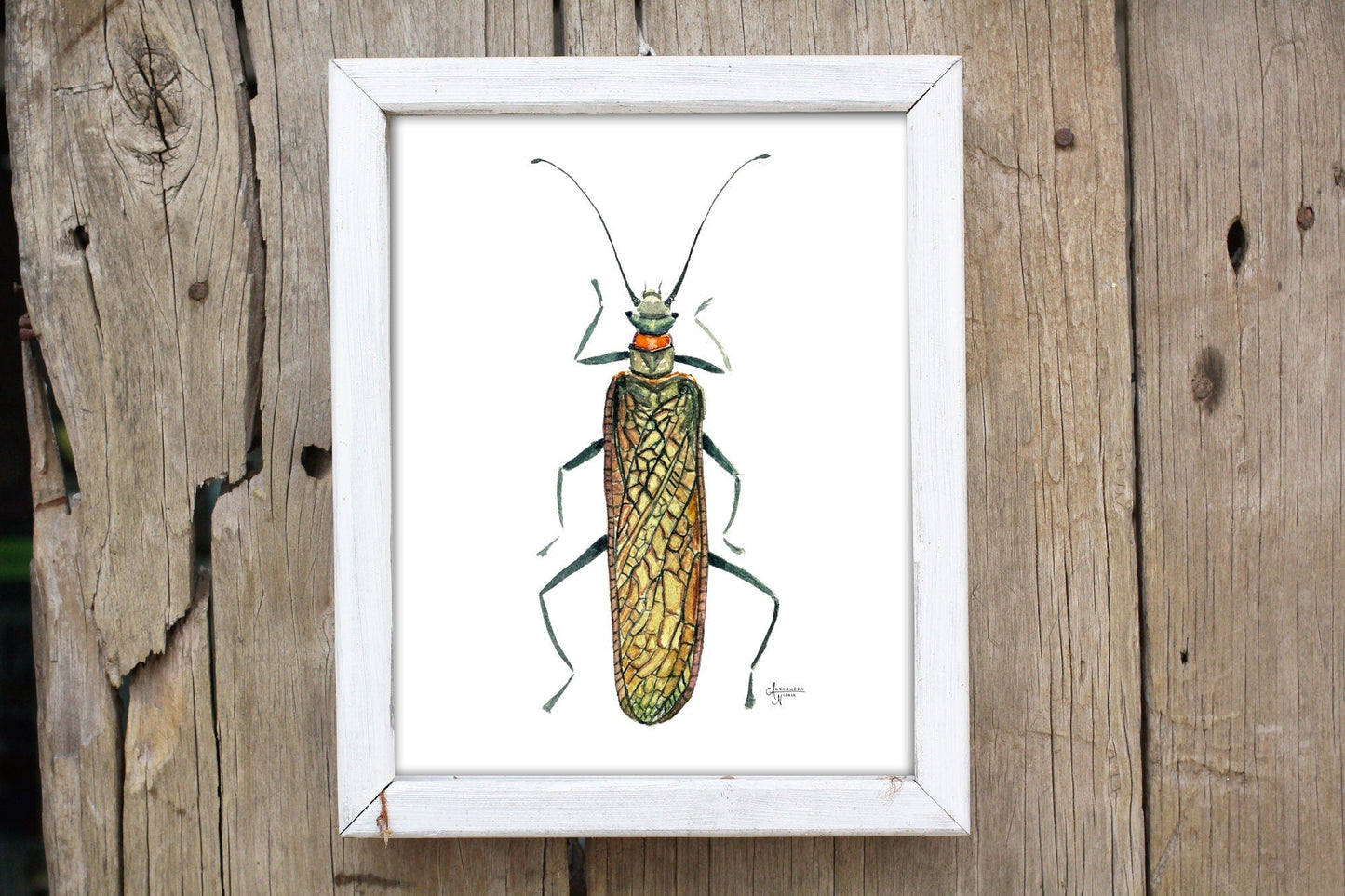 Salmonfly Print - ArtByAlexandraNicole