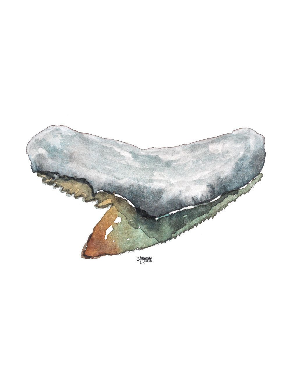 Shark Tooth Discounted Watercolor Print Set of 3 - ArtByAlexandraNicole