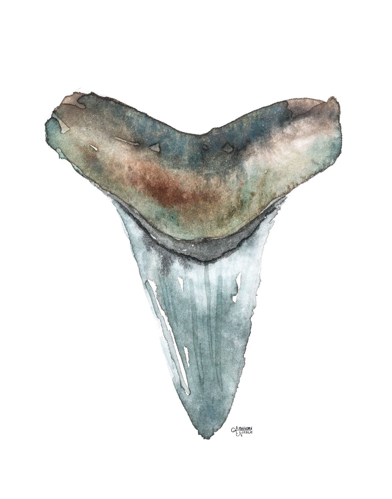 Shark Tooth Discounted Watercolor Print Set of 3 - ArtByAlexandraNicole