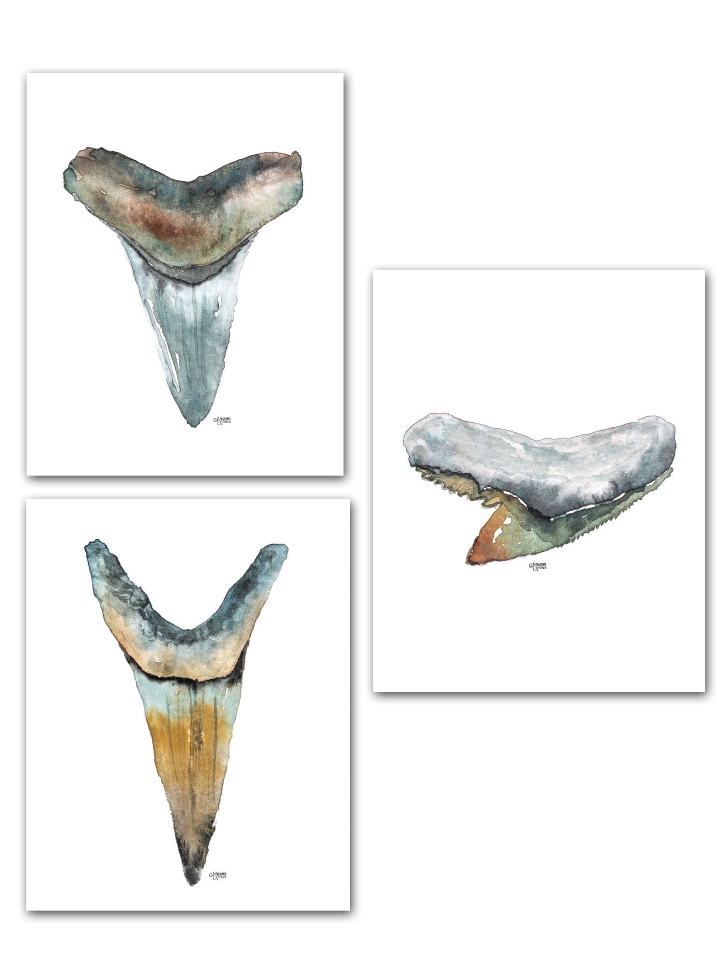 Shark Tooth Discounted Watercolor Print Set of 3 - ArtByAlexandraNicole