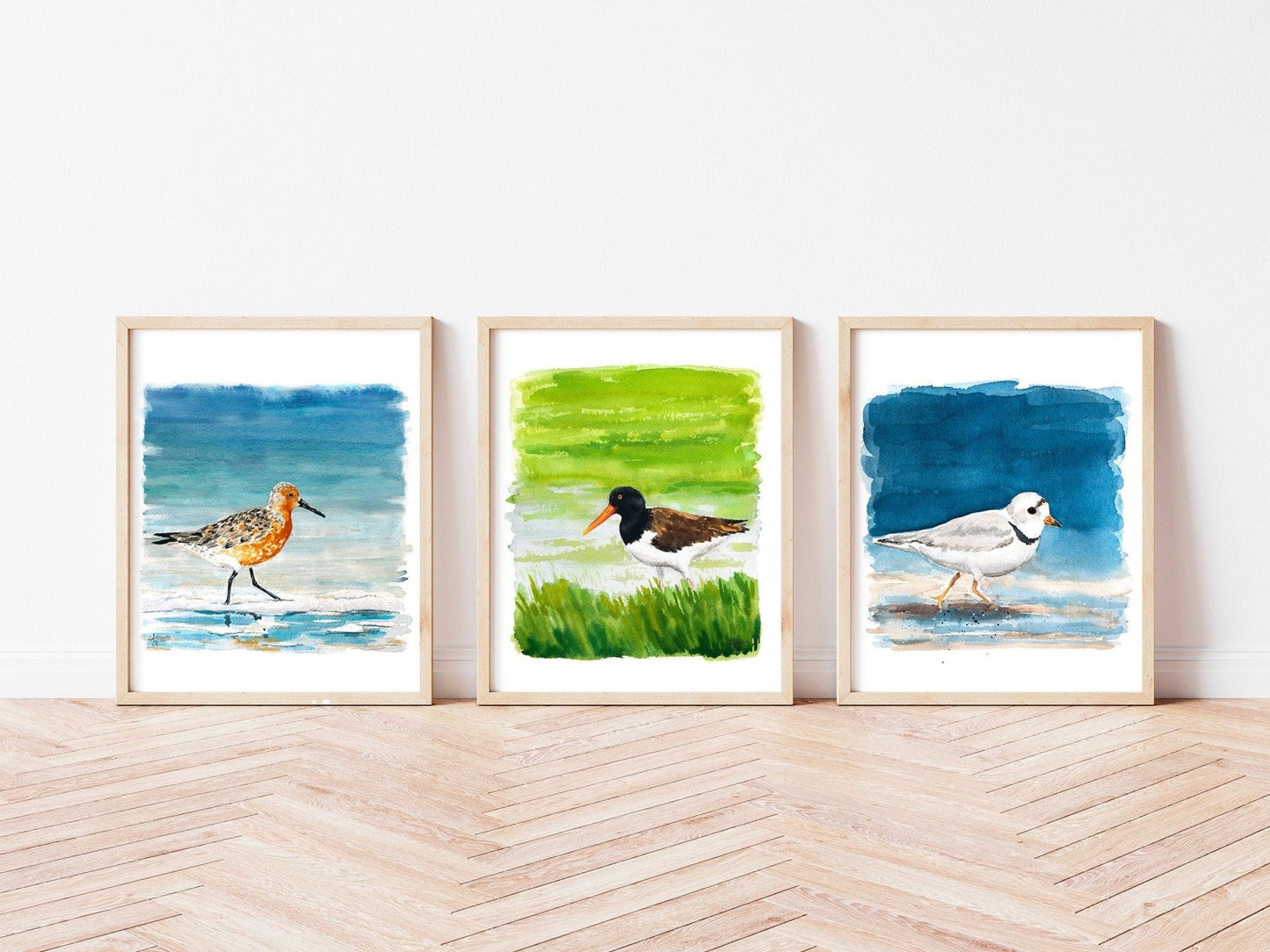 Shorebird Art Print Set: Red Knot, American Oyster Catcher, Piping Plover - ArtByAlexandraNicole