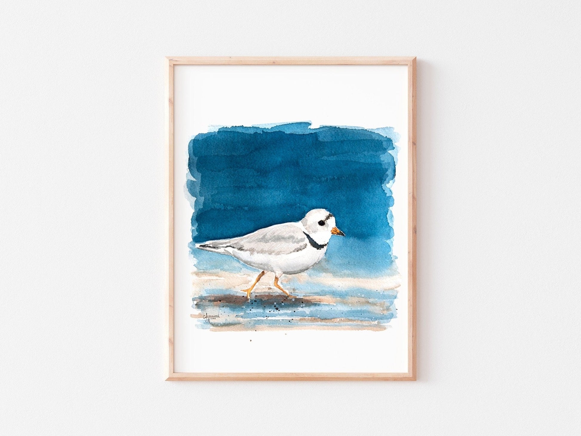 Shorebird Art Print Set: Red Knot, American Oyster Catcher, Piping Plover - ArtByAlexandraNicole
