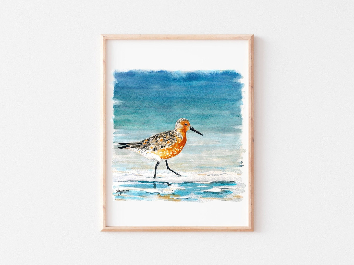 Shorebird Art Print Set: Red Knot, American Oyster Catcher, Piping Plover - ArtByAlexandraNicole