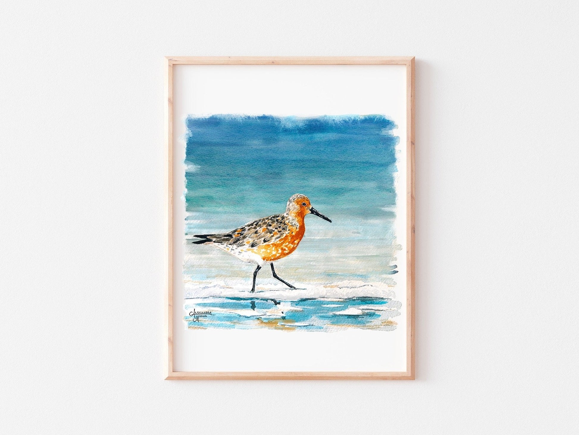 Shorebird Art Print Set: Red Knot, American Oyster Catcher, Piping Plover - ArtByAlexandraNicole