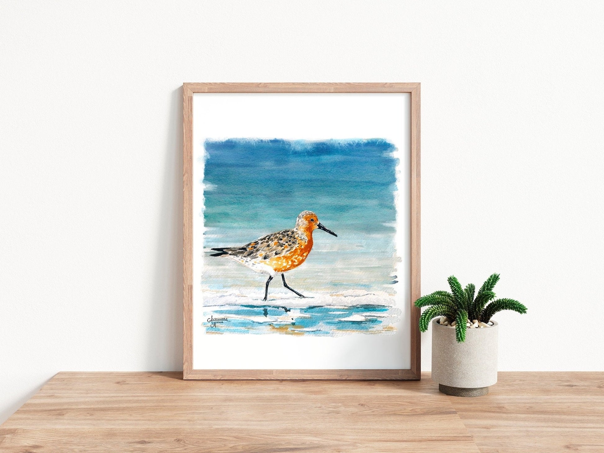 Shorebird Art Print Set: Red Knot, American Oyster Catcher, Piping Plover - ArtByAlexandraNicole