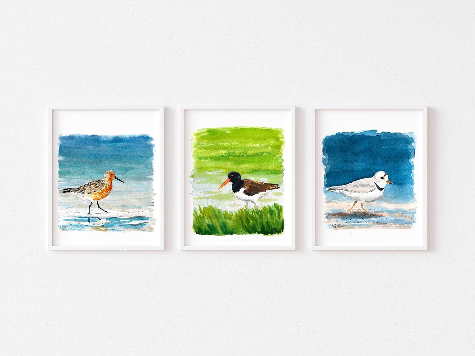 Shorebird Art Print Set: Red Knot, American Oyster Catcher, Piping Plover - ArtByAlexandraNicole