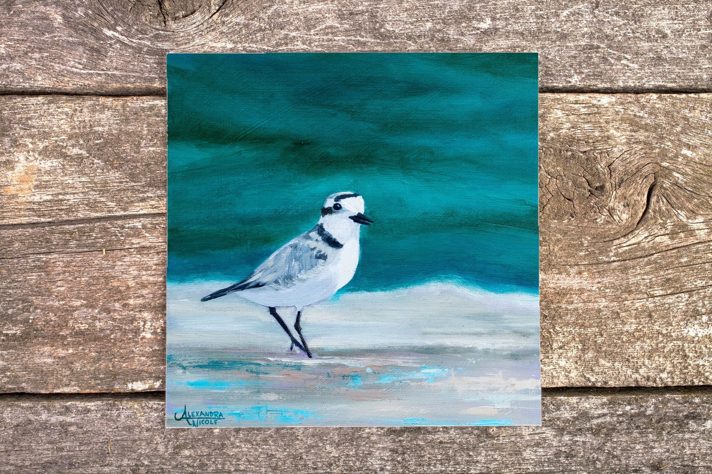 Snowy Plover Art Print - ArtByAlexandraNicole