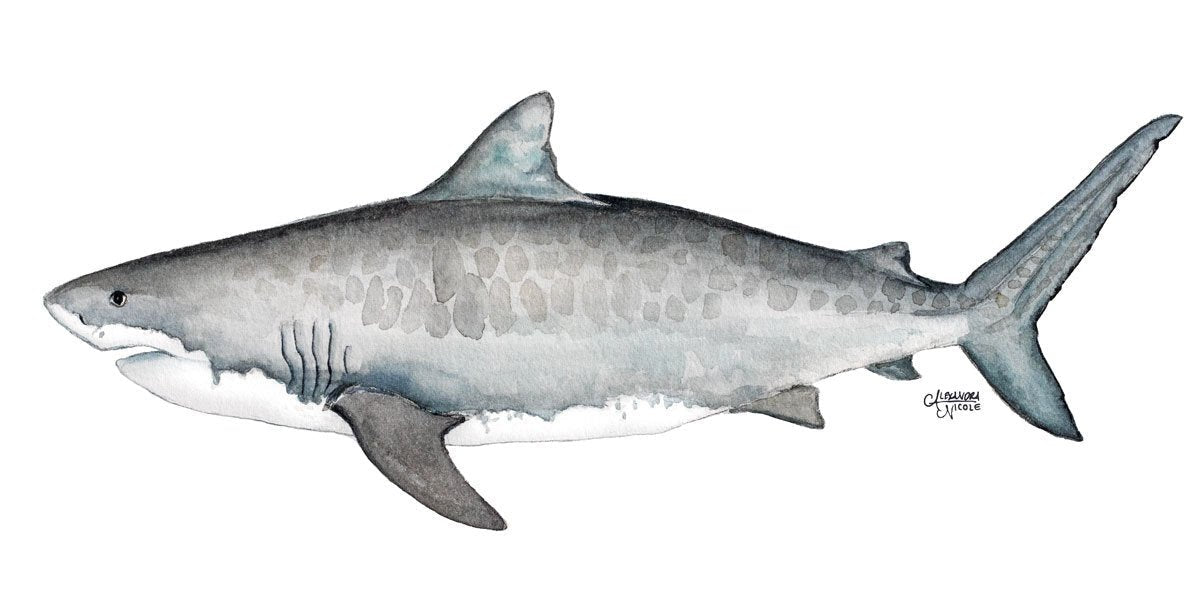 Tiger Shark Art Print - ArtByAlexandraNicole