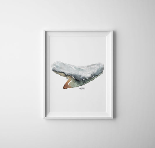 Tiger Shark Tooth Art Print - Shark Tooth No. 7 - ArtByAlexandraNicole
