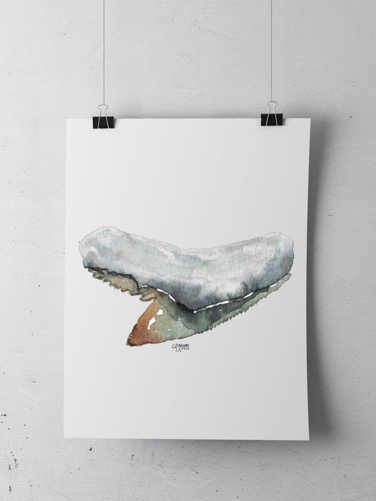 Tiger Shark Tooth Art Print - Shark Tooth No. 7 - ArtByAlexandraNicole