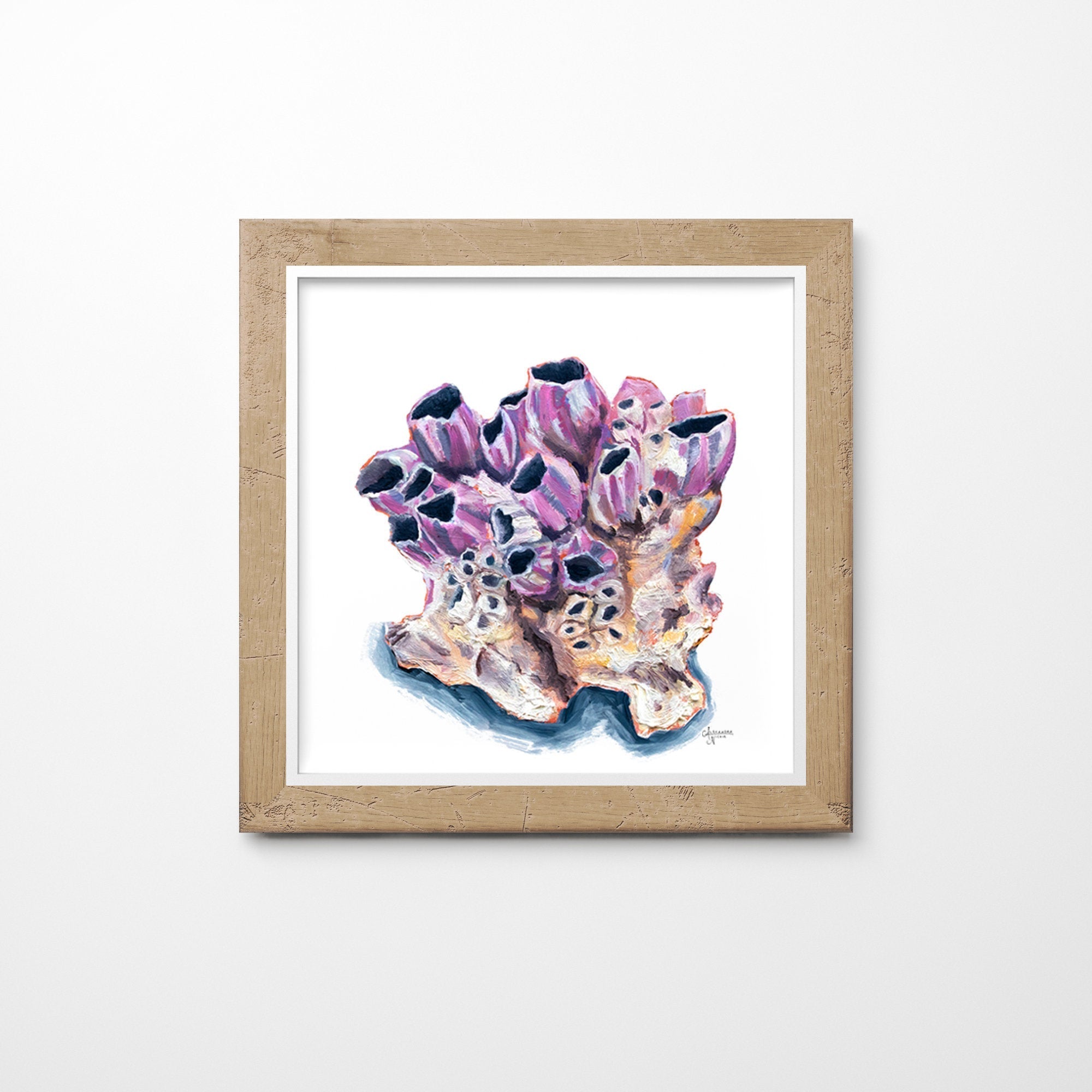 Titan Acorn Barnacle Shell Print - ArtByAlexandraNicole