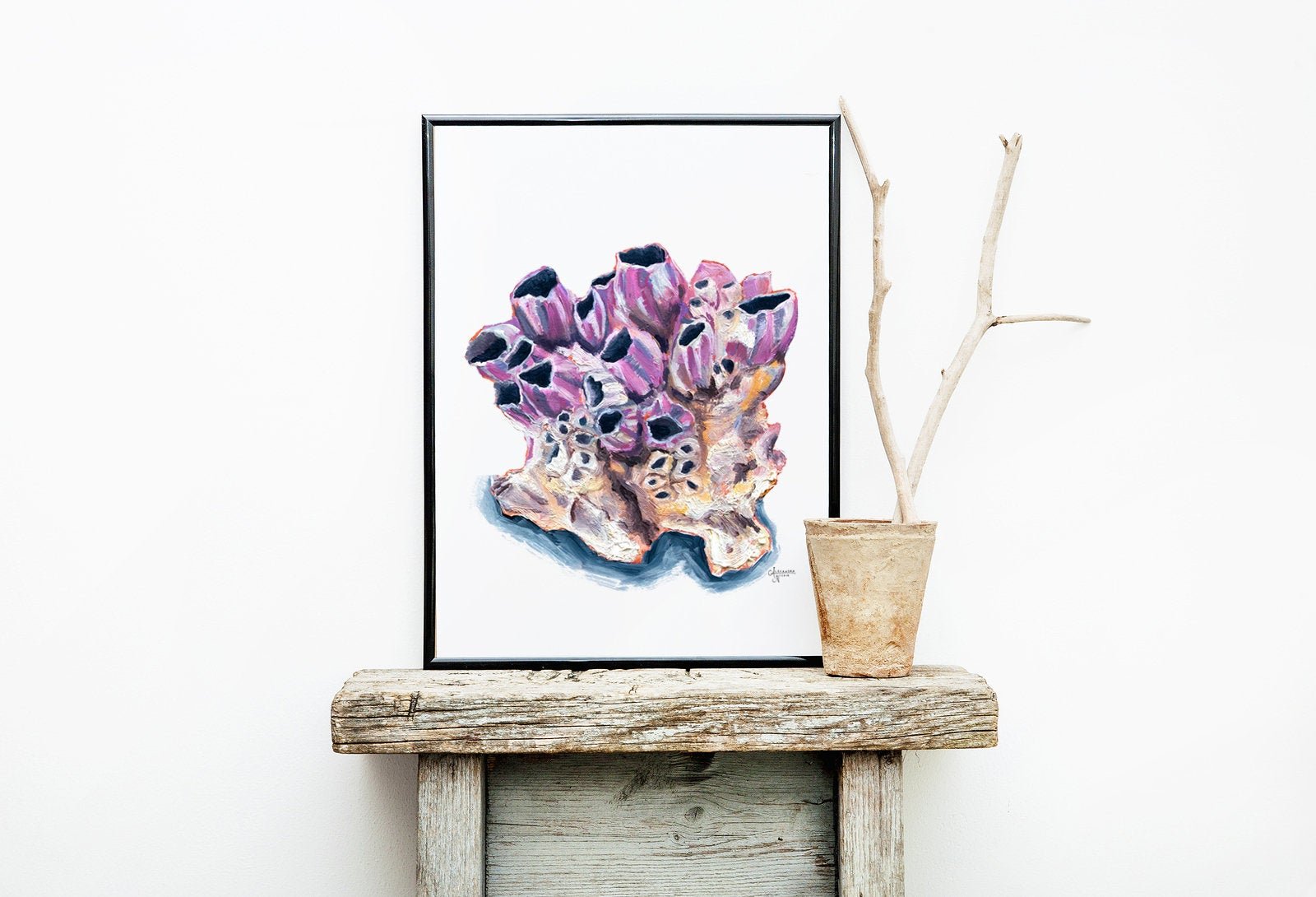 Titan Acorn Barnacle Shell Print - ArtByAlexandraNicole