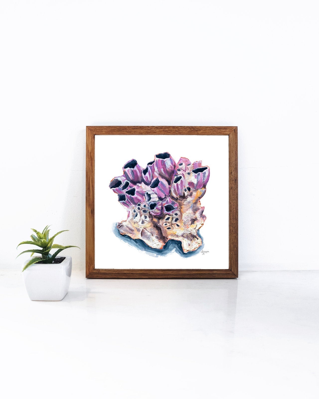 Titan Acorn Barnacle Shell Print - ArtByAlexandraNicole