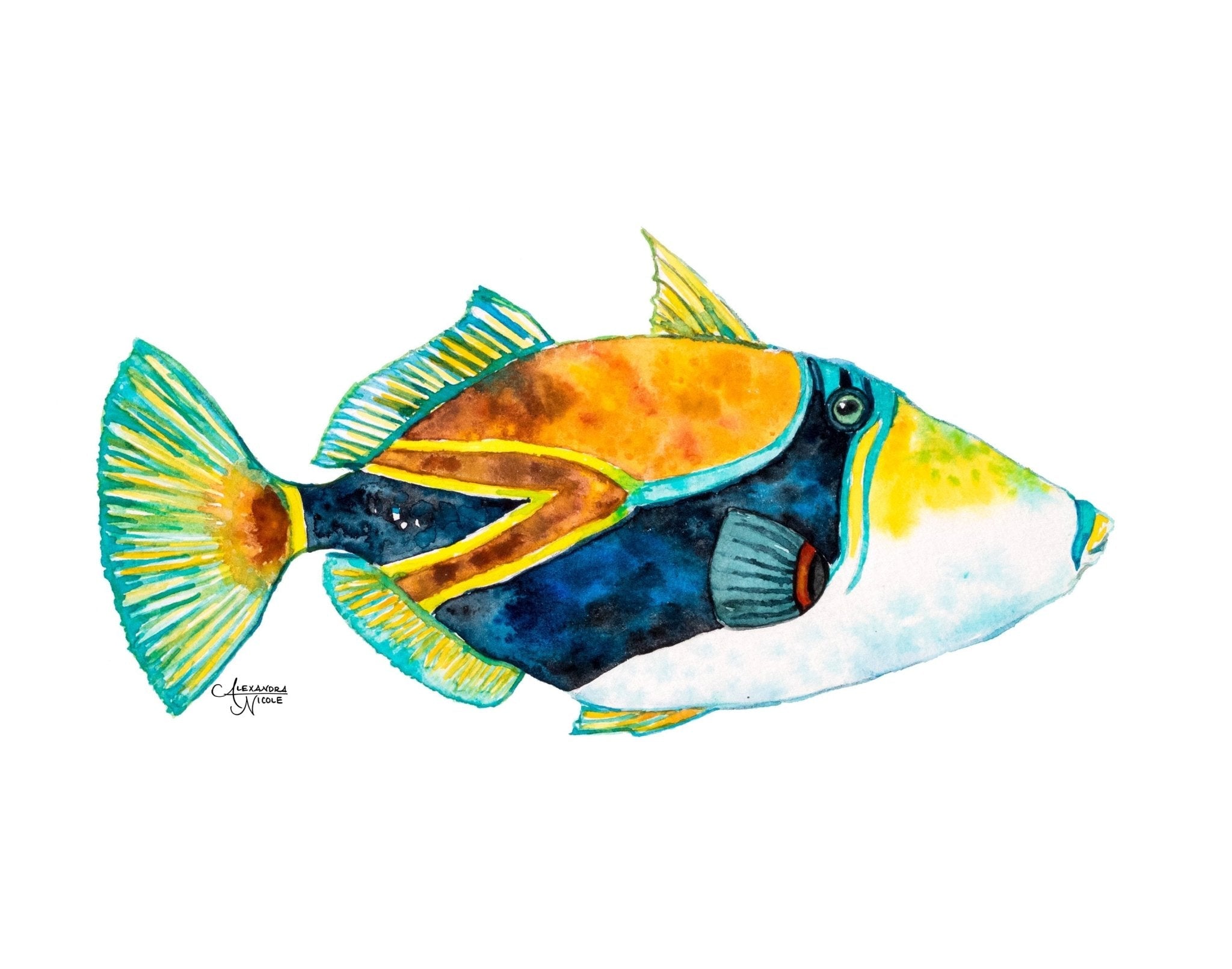 Trigger Fish Art Print or Hawaiian Reef Trigger Fish aka Humuhumunukunukuapuaa - ArtByAlexandraNicole