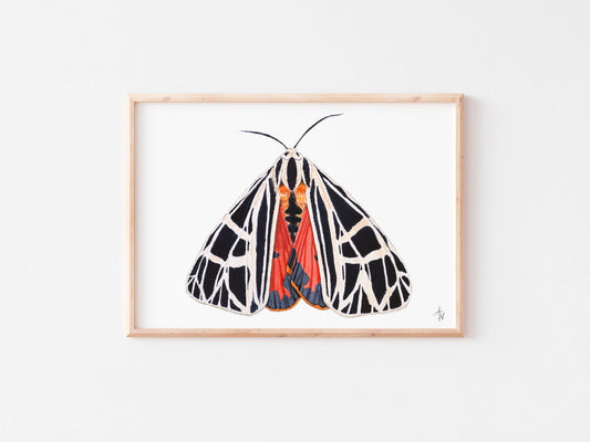 Virgin Tiger Moth: Fine Art Entomology Print on Cold Press Watercolor Paper - ArtByAlexandraNicole