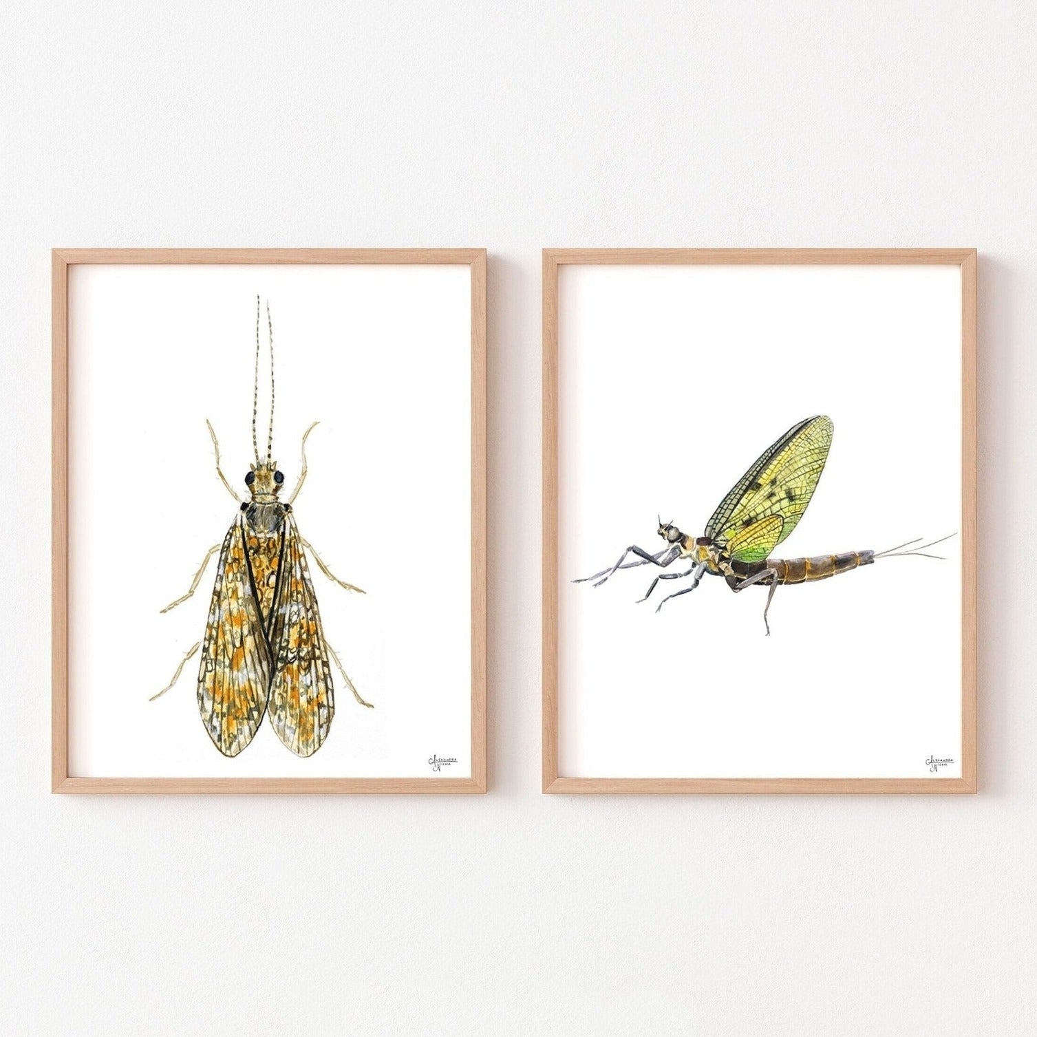 Watercolor Bug Art, Insect Artwork, Fly Fishing Artwork - ArtByAlexandraNicole
