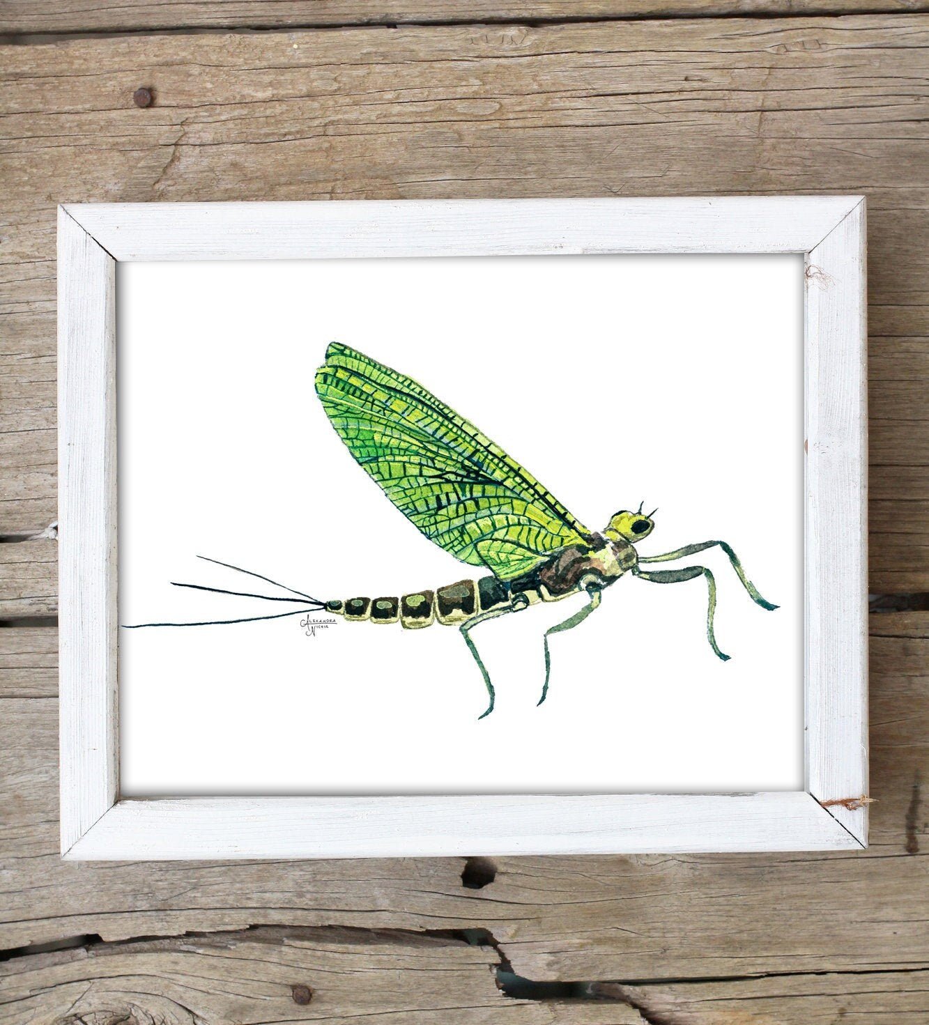 Western Green Drake Mayfly Print - ArtByAlexandraNicole